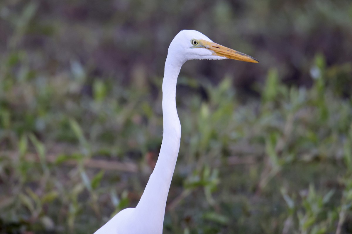 大白鷺 - ML652288877