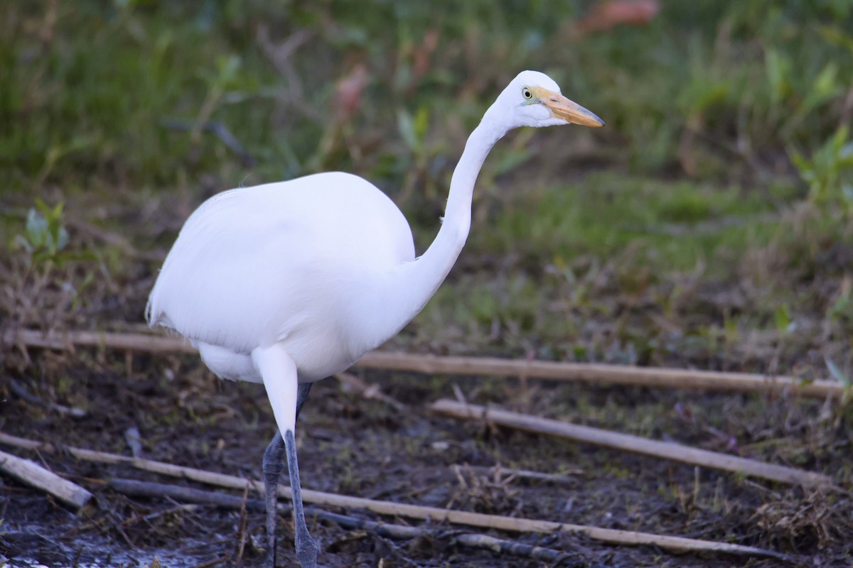 大白鷺 - ML652288878