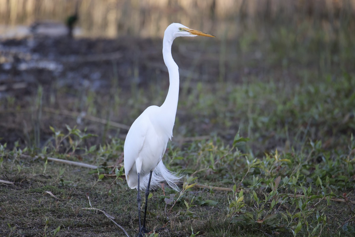 大白鷺 - ML652288879