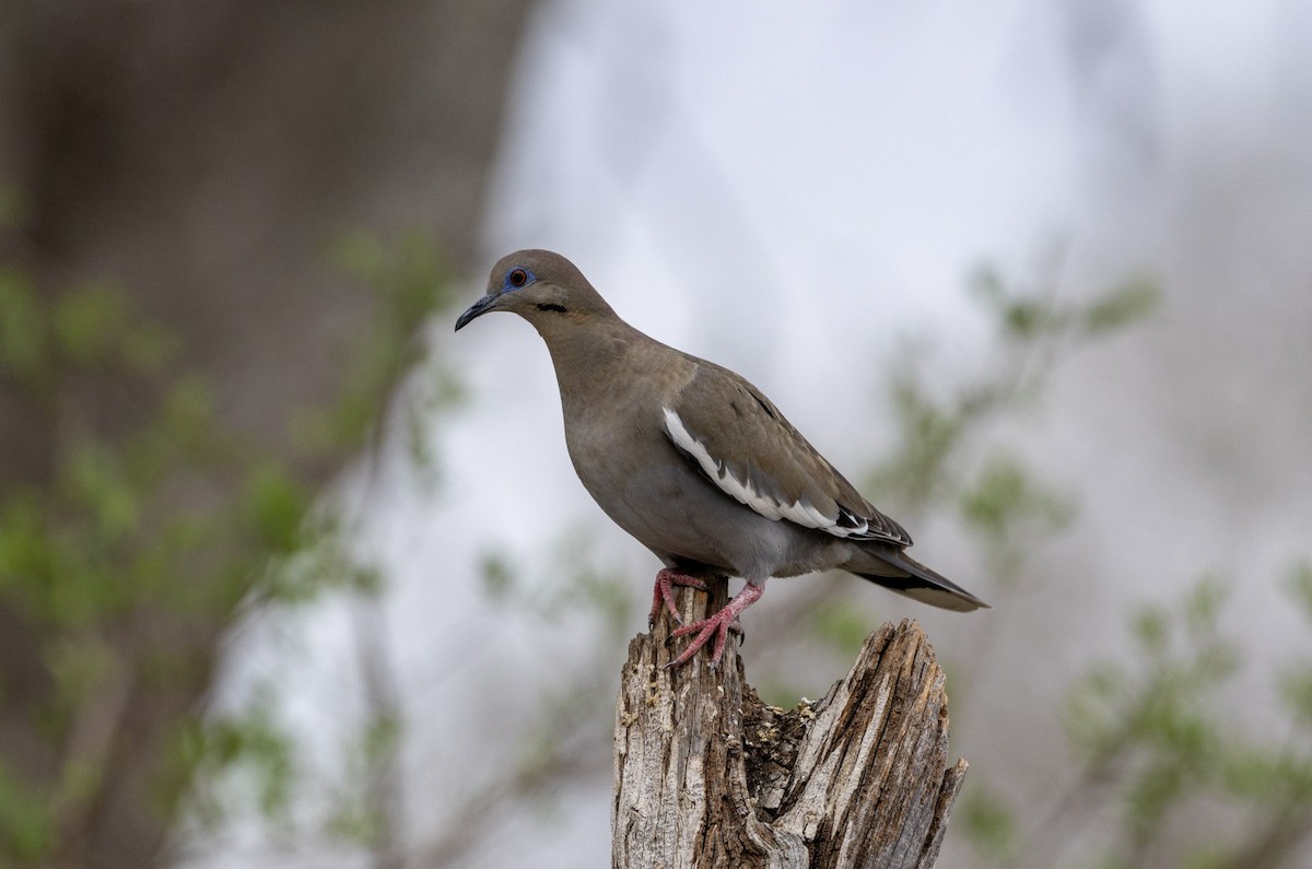 White-winged Dove - ML652289090