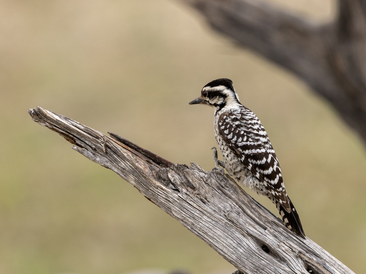 Ladder-backed Woodpecker - ML652289111