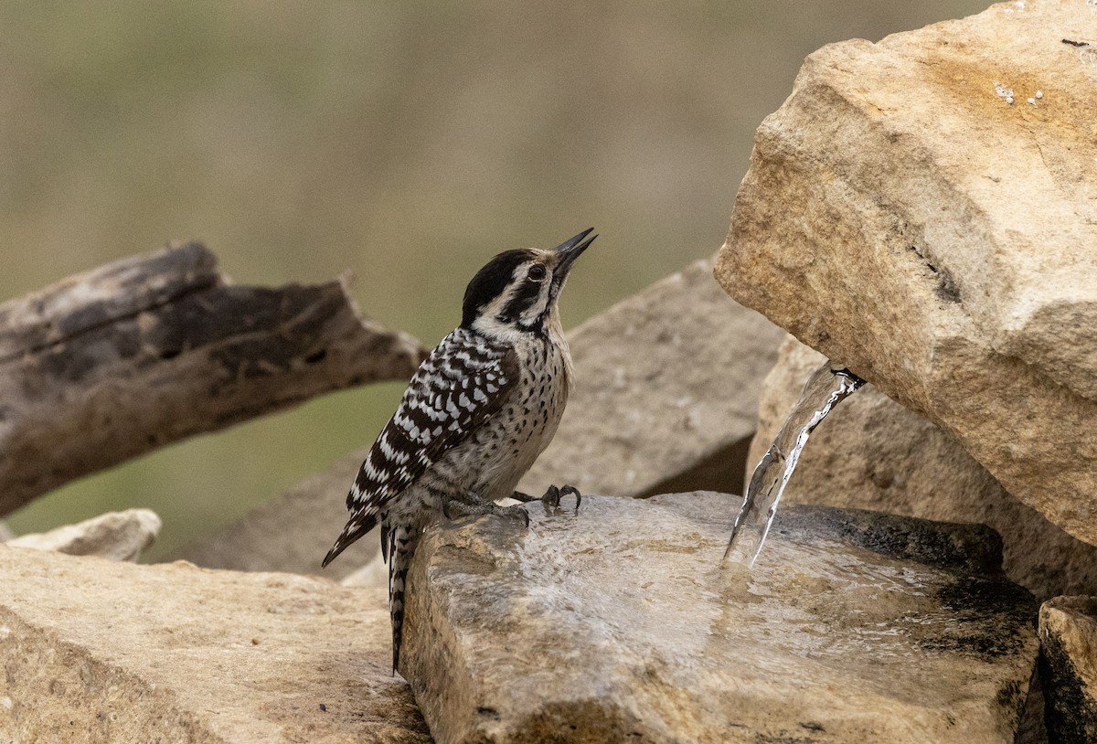 Ladder-backed Woodpecker - ML652289112