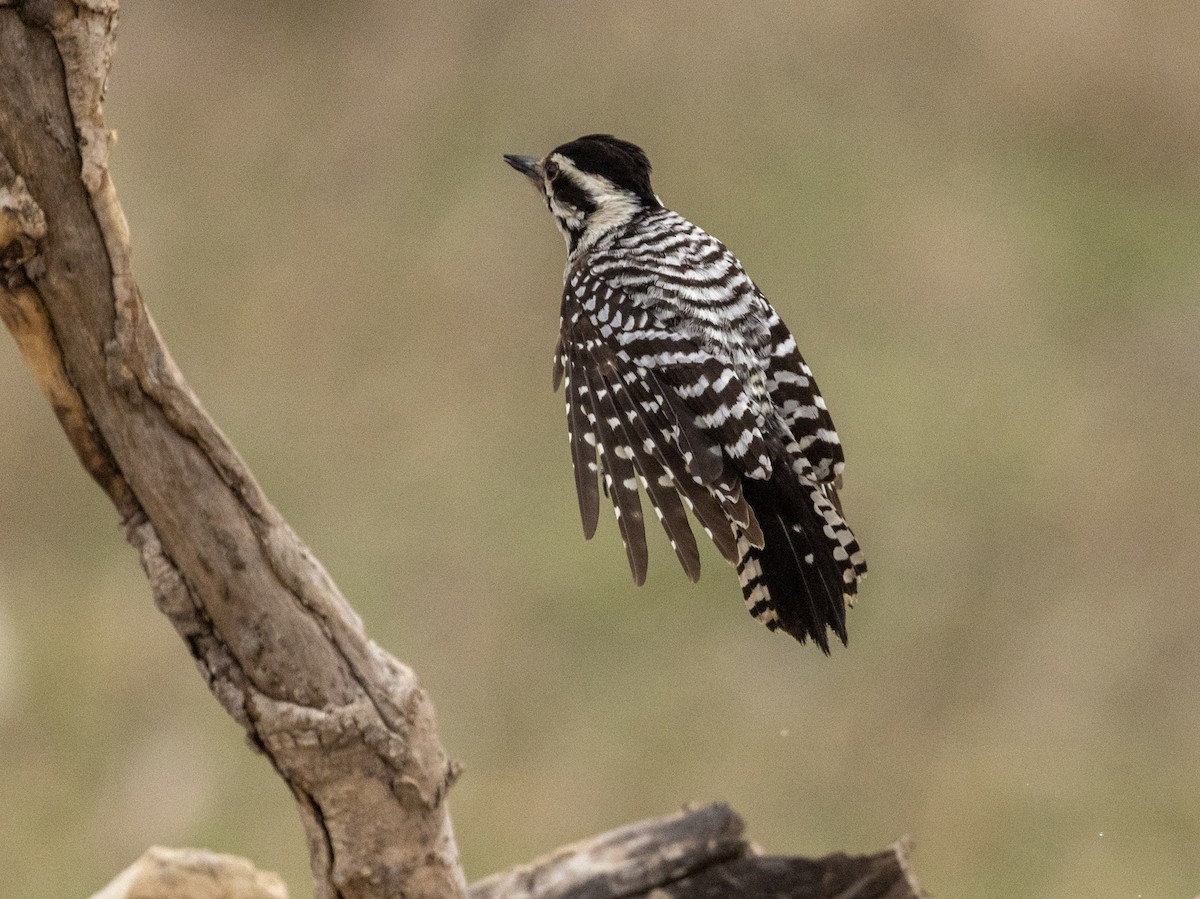 Ladder-backed Woodpecker - ML652289113