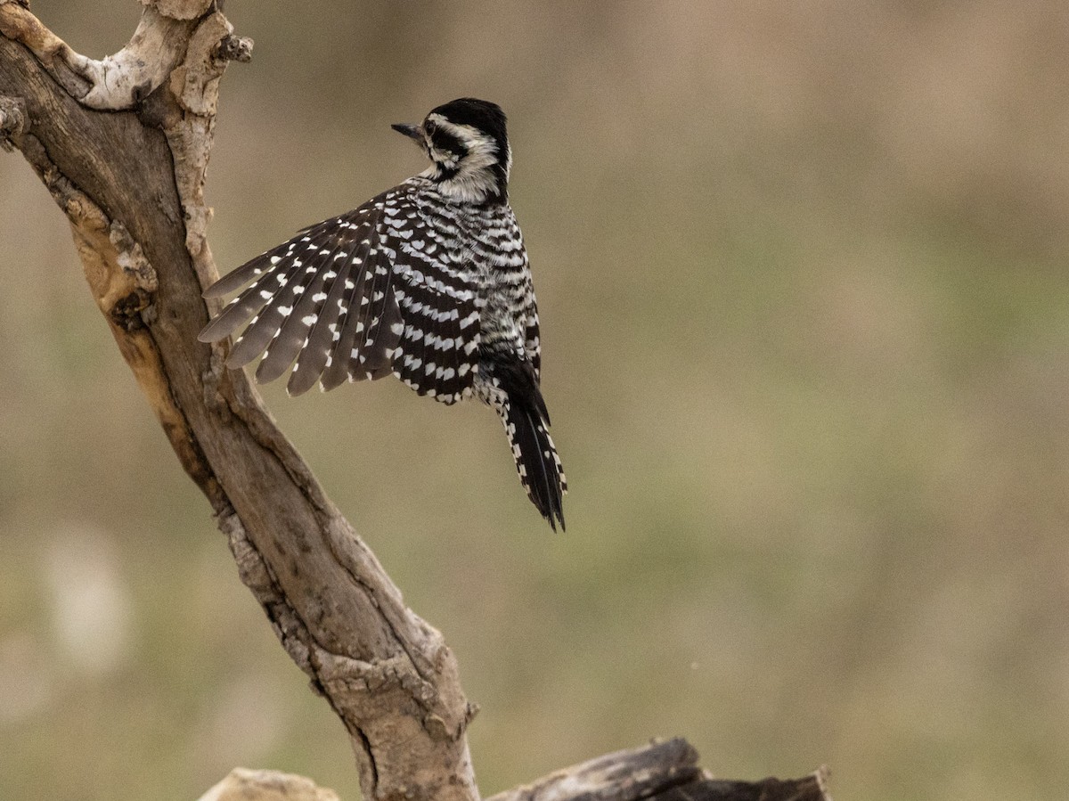 Ladder-backed Woodpecker - ML652289114