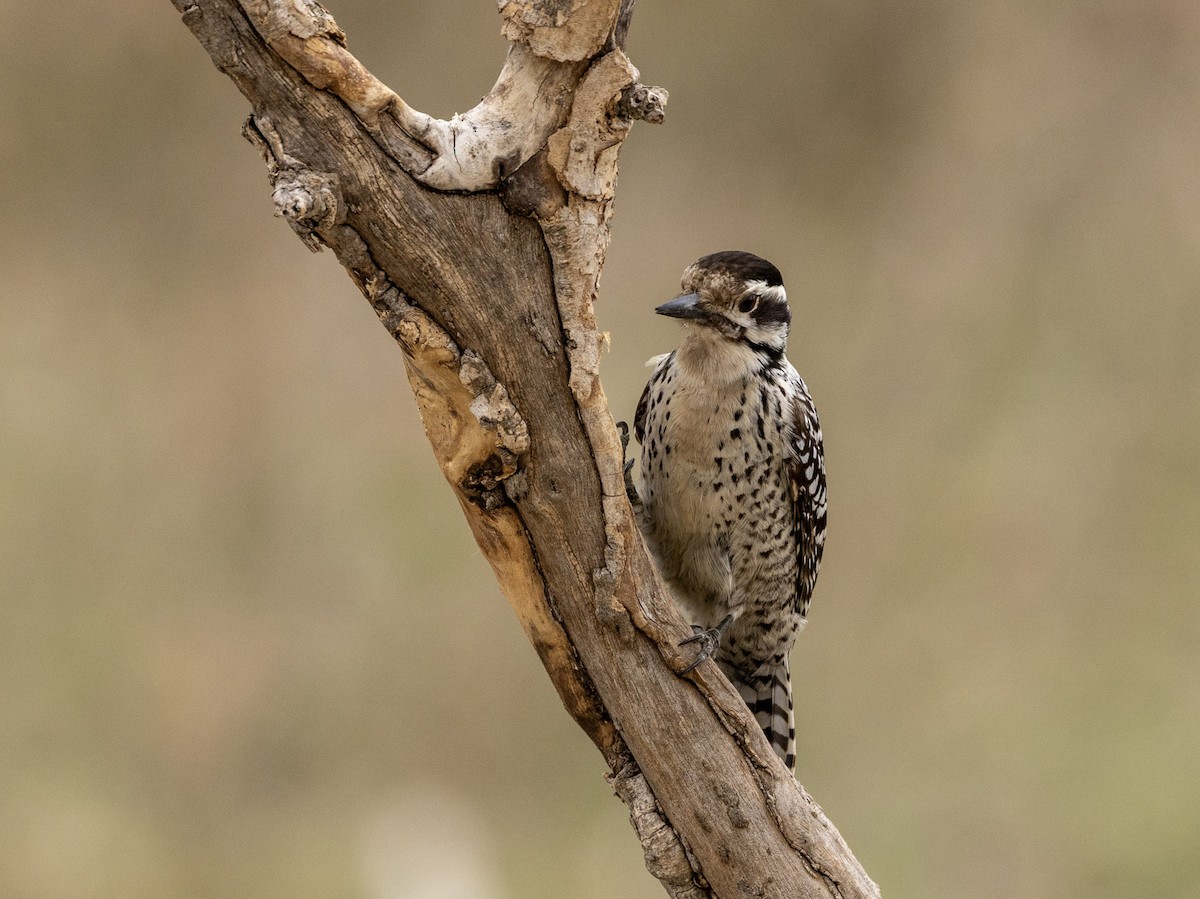 Ladder-backed Woodpecker - ML652289115
