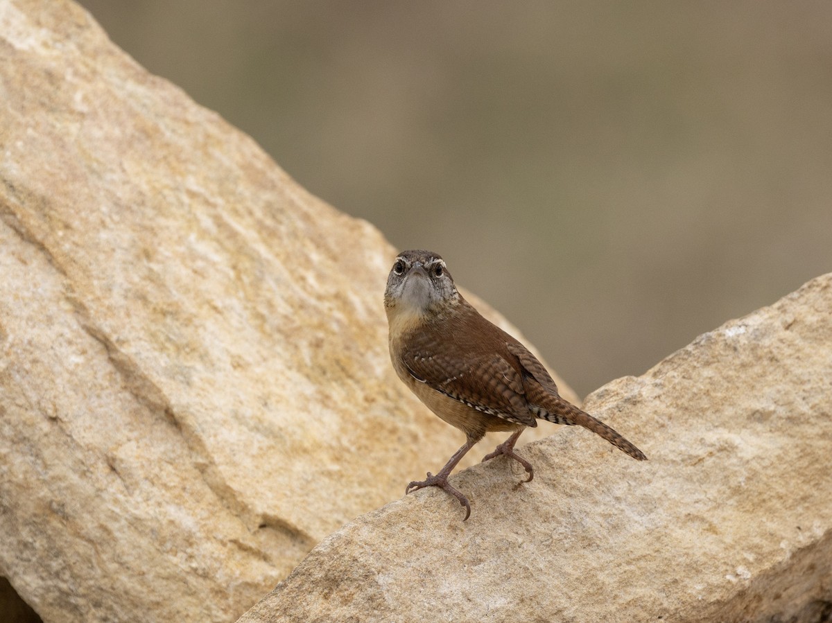 Carolina Wren - ML652289169