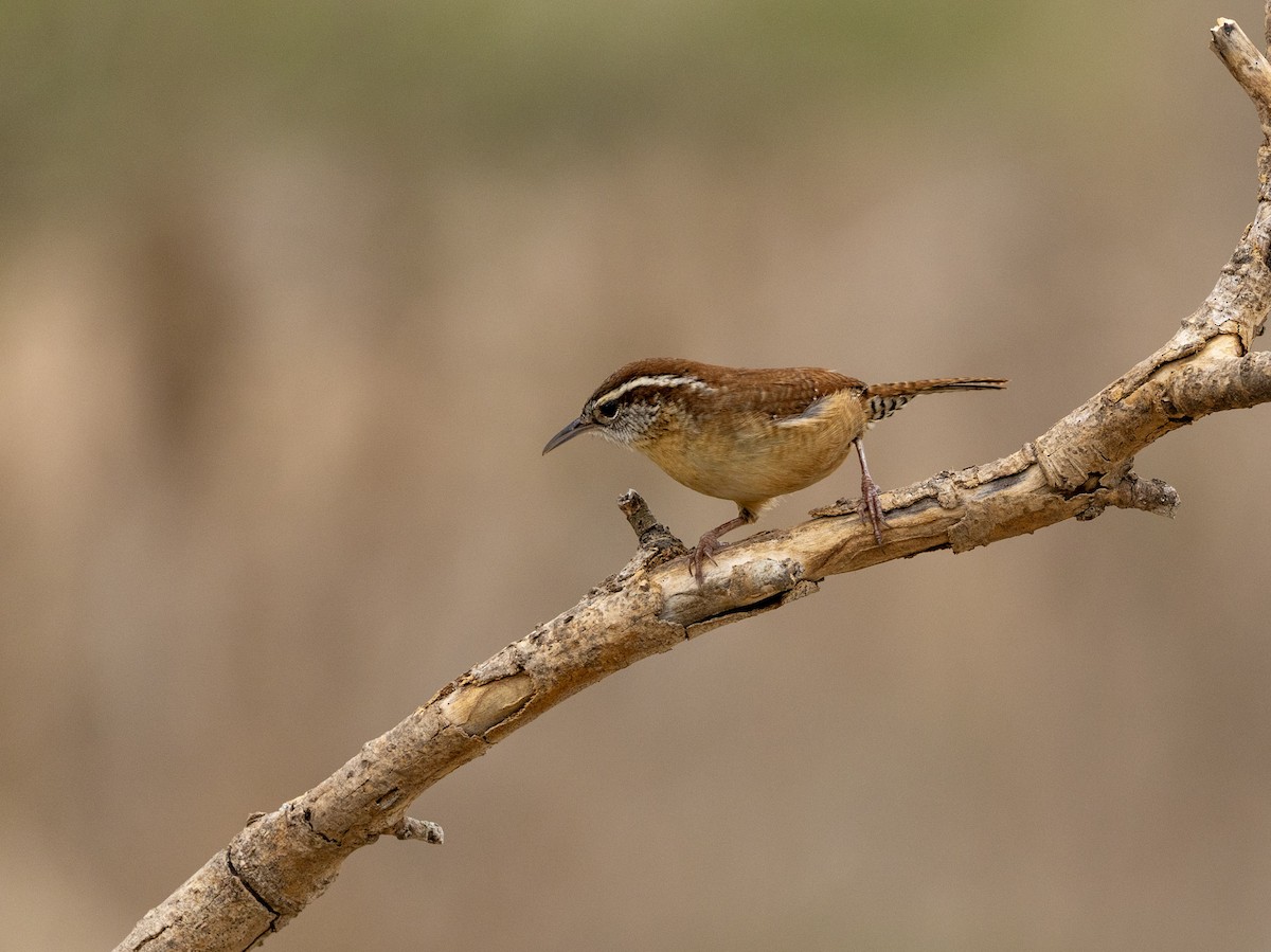 Carolina Wren - ML652289170