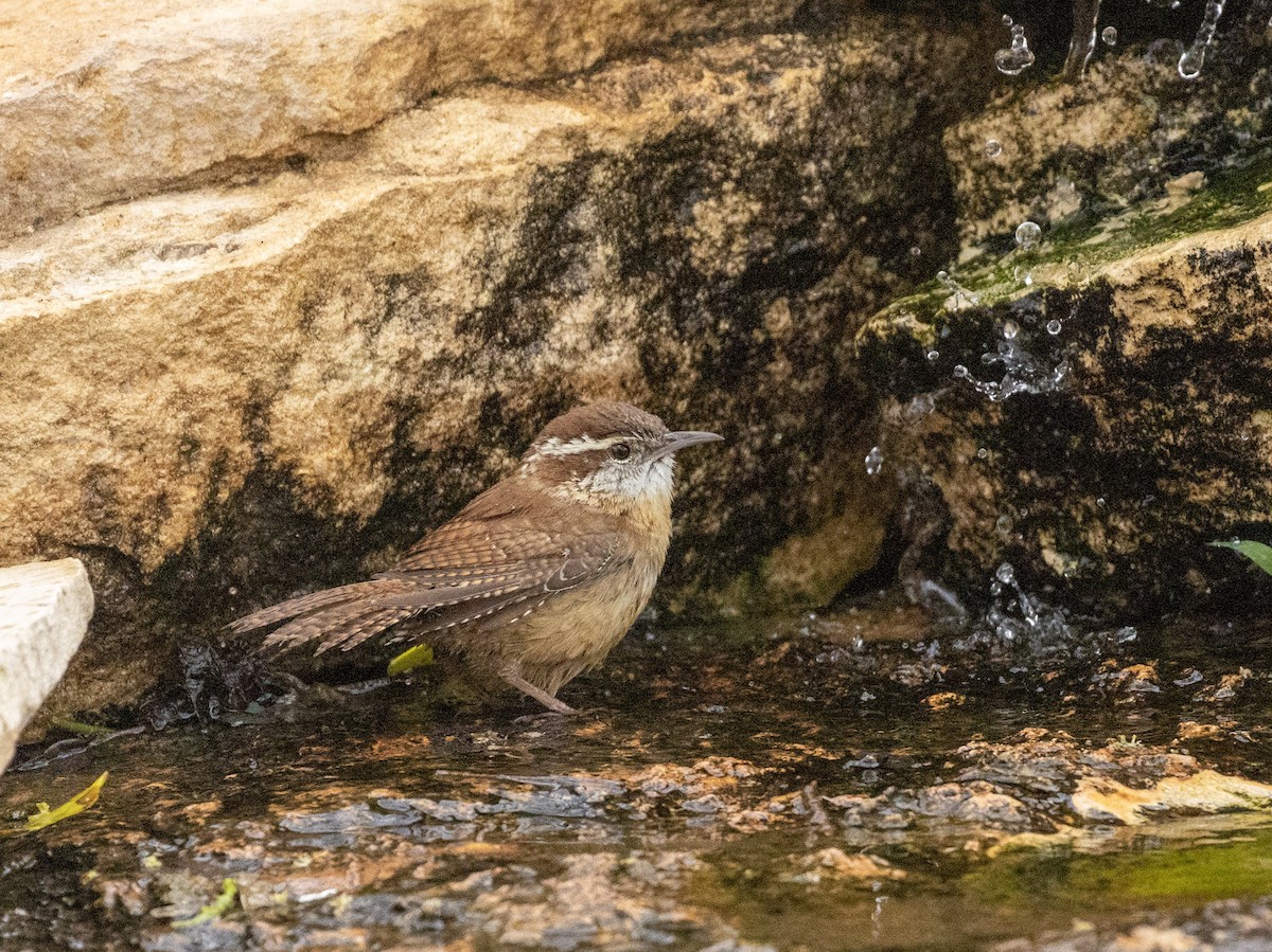Carolina Wren - ML652289171