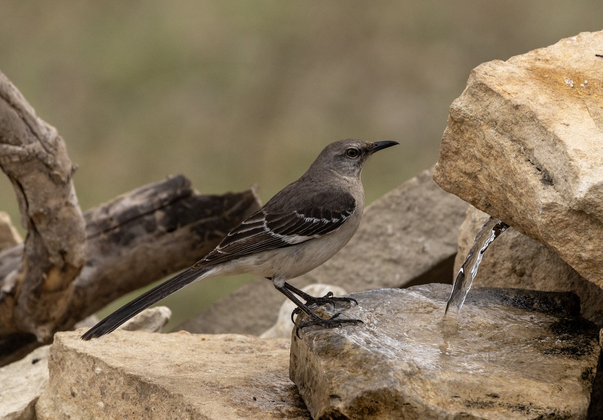 Northern Mockingbird - ML652289184