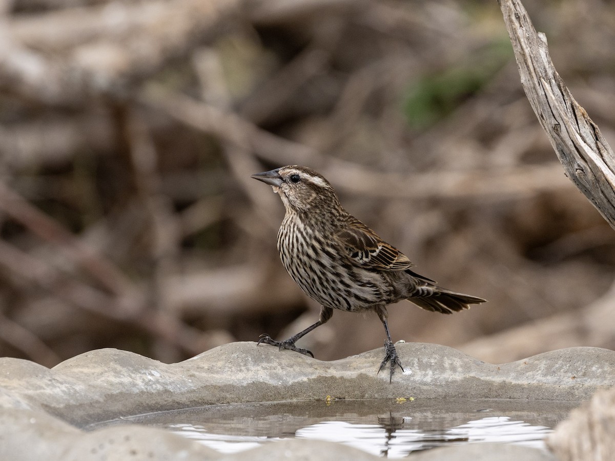 Red-winged Blackbird - ML652289218