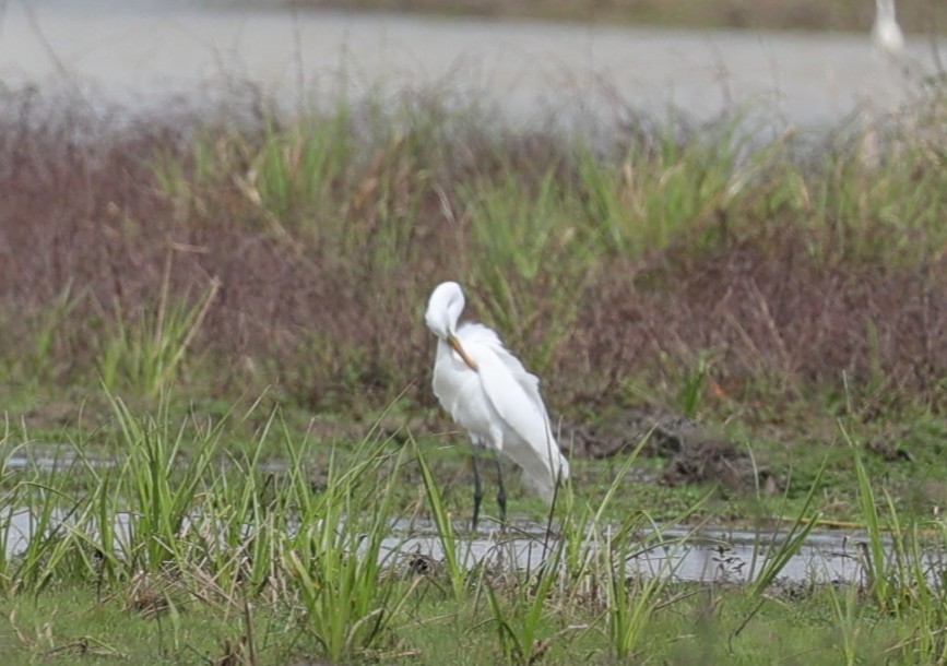 大白鷺 - ML652289252