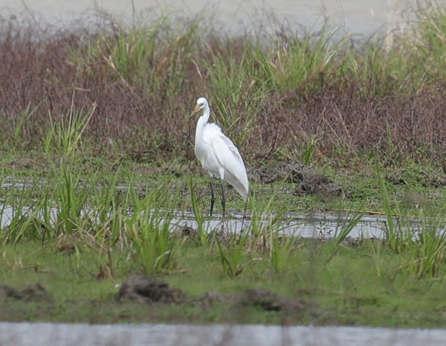 大白鷺 - ML652289253