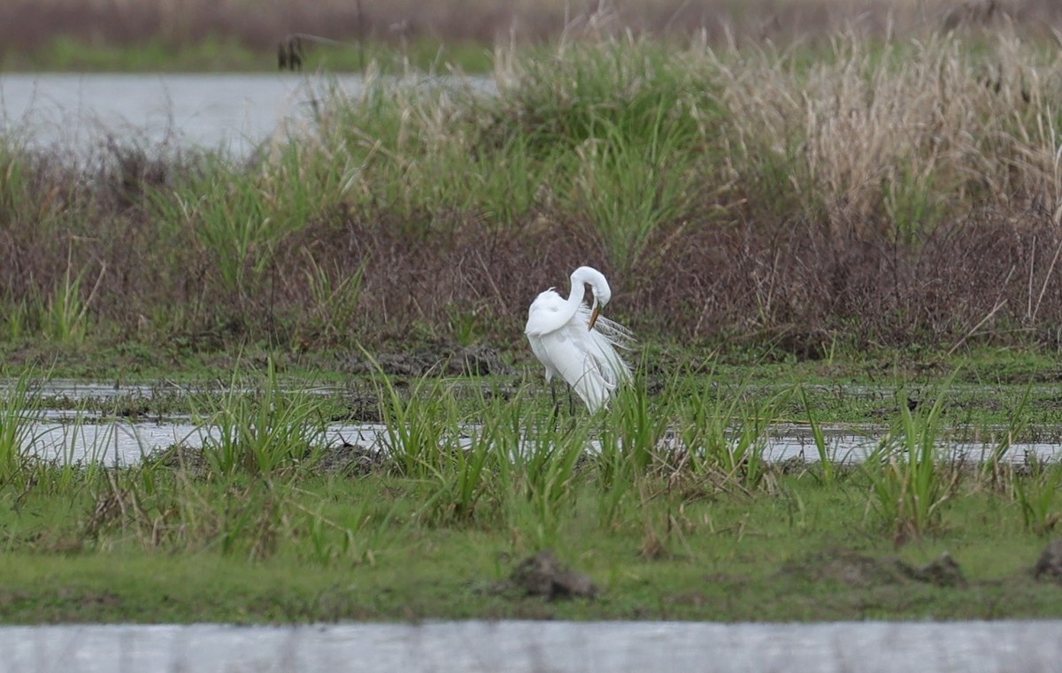 大白鷺 - ML652289254