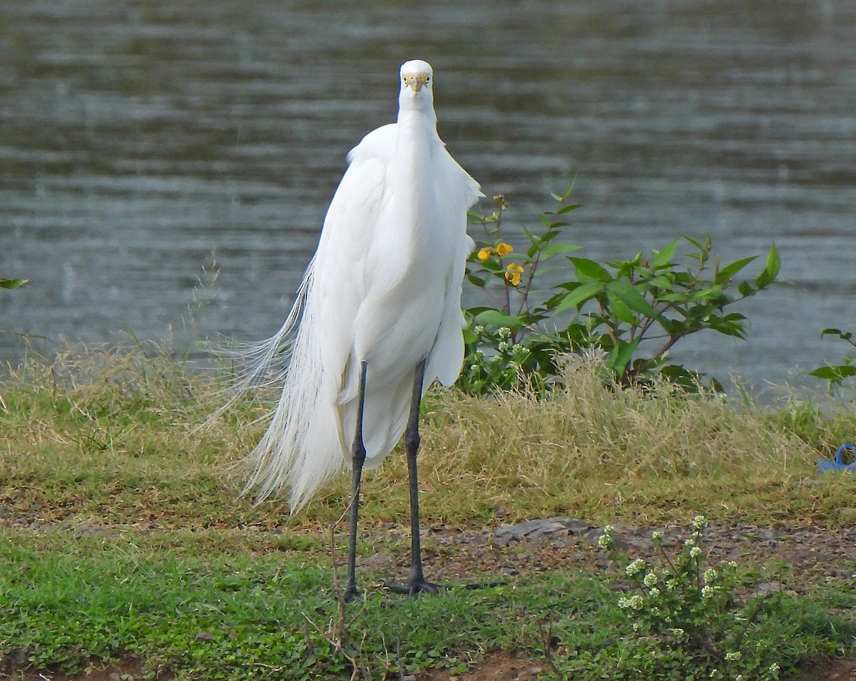 大白鷺 - ML652289355