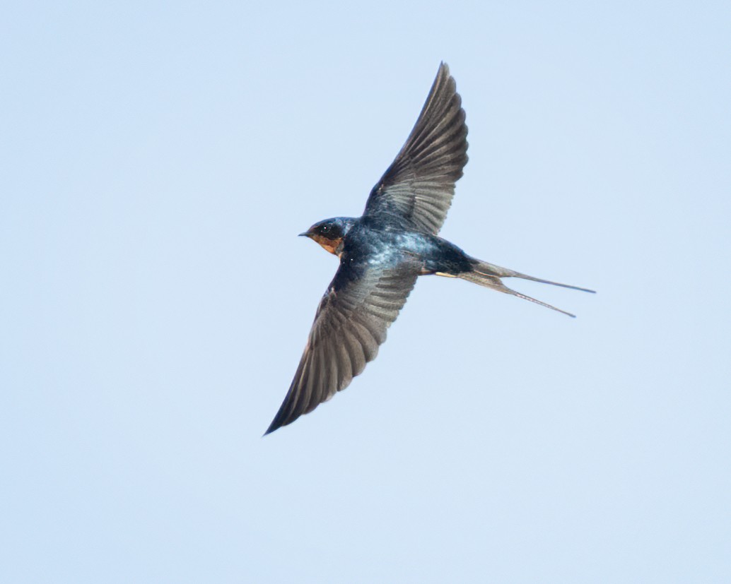 Golondrina Común (americana) - ML652289518