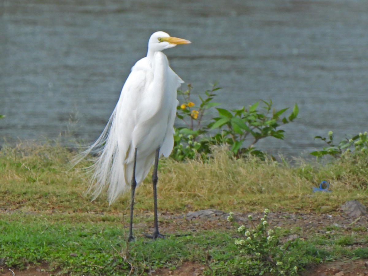 大白鷺 - ML652289581