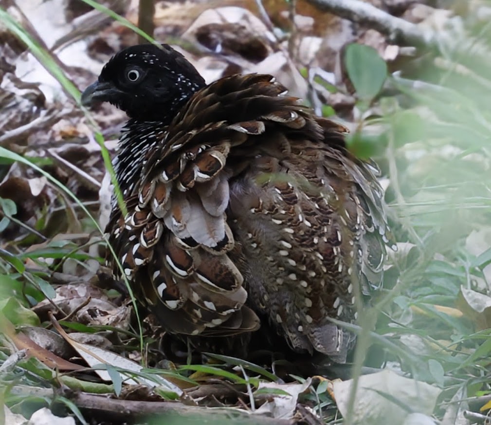 Kara Göğüslü Bıldırcınyelvesi - ML652289696