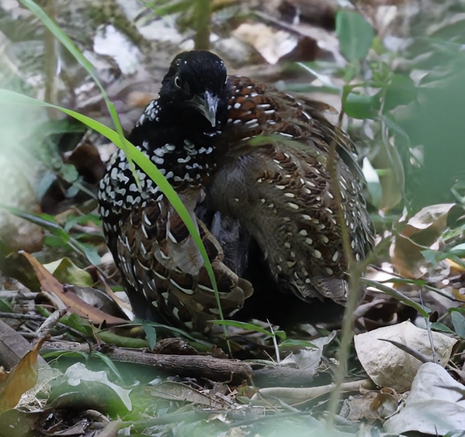 Kara Göğüslü Bıldırcınyelvesi - ML652289715