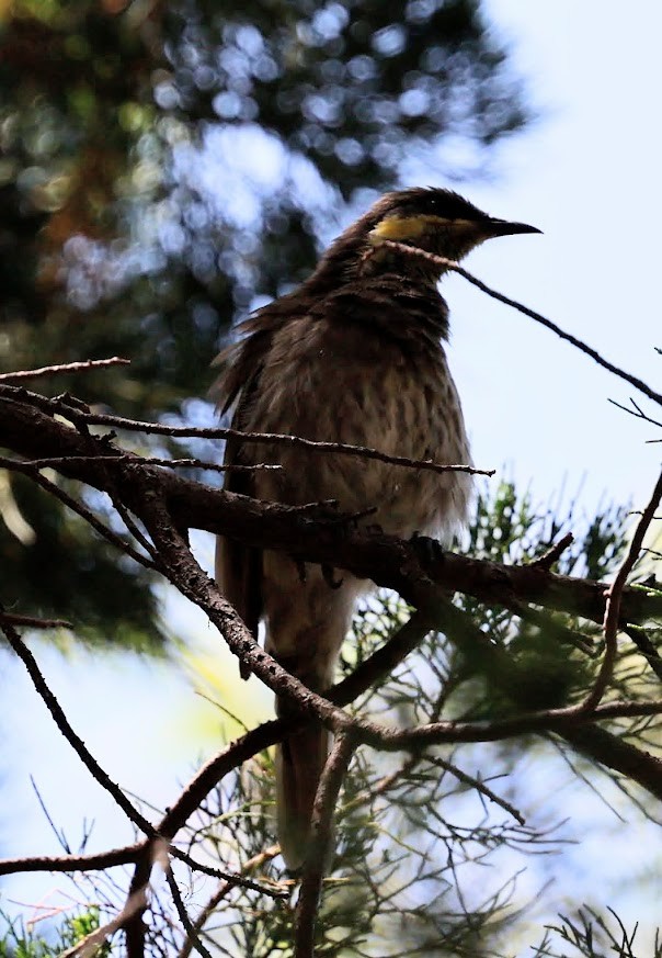 Mangrov Balkuşu - ML652289737