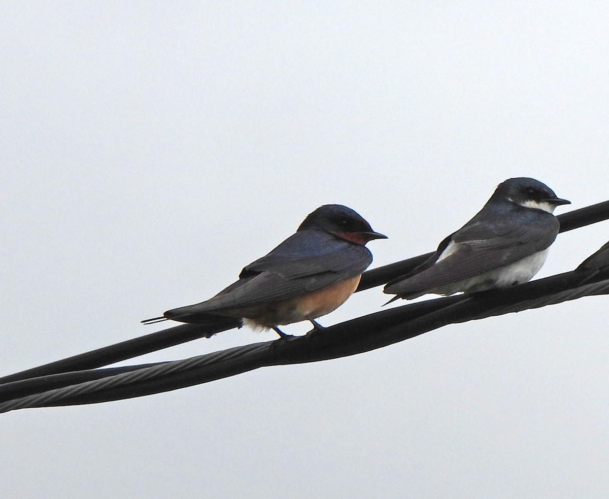 Golondrina Común - ML652289741