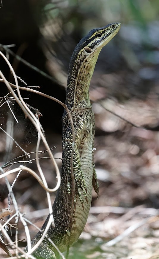 Yellow-spotted Monitor - ML652289756