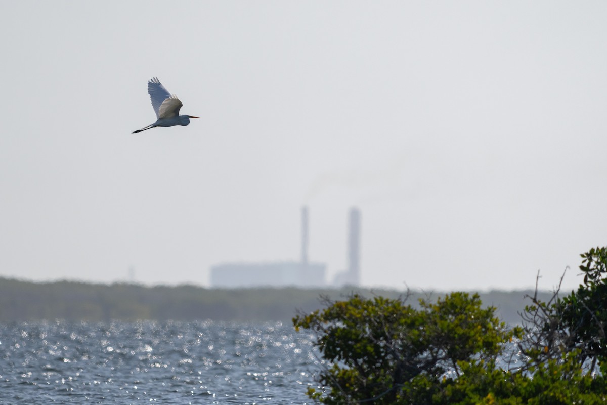 大白鷺 - ML652289893