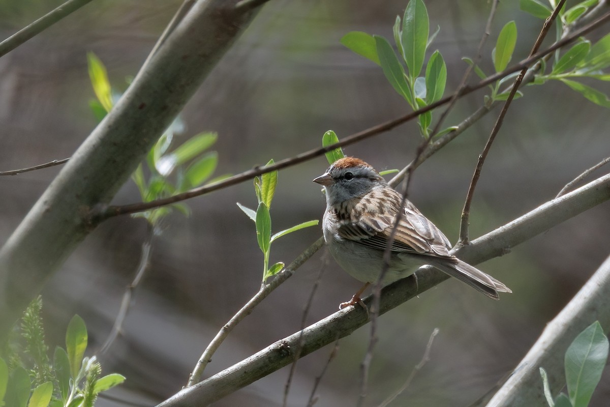 Chipping Sparrow - ML652289968