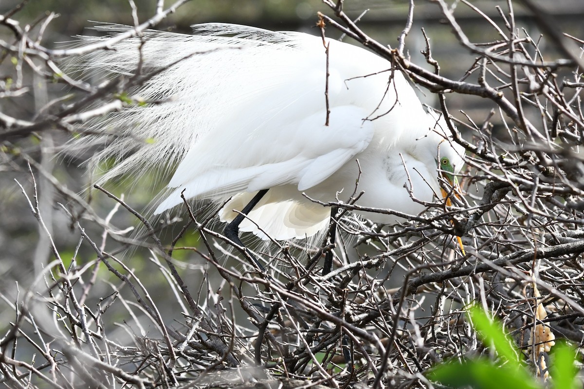 大白鷺(egretta) - ML652289990