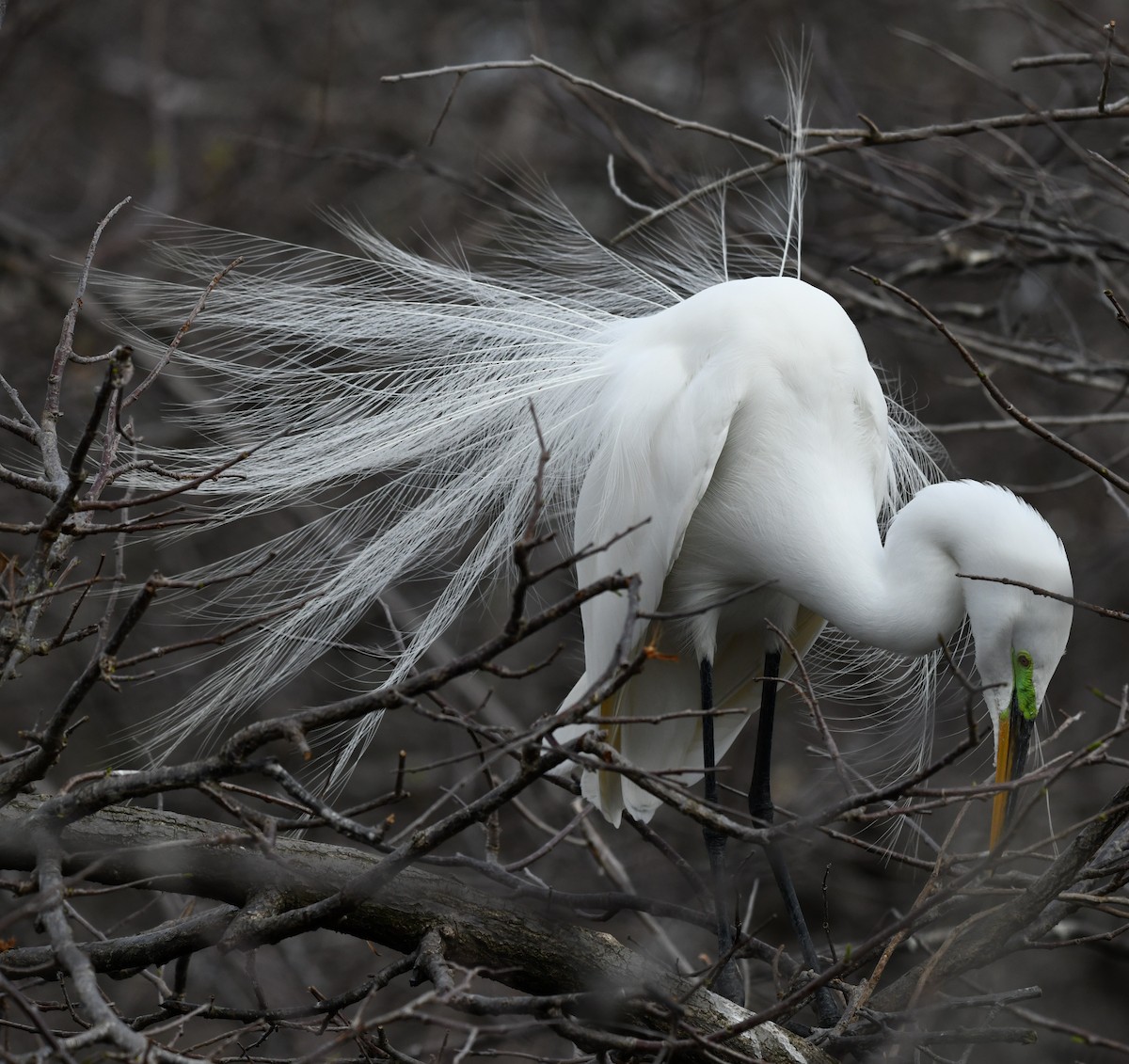 大白鷺(egretta) - ML652289991