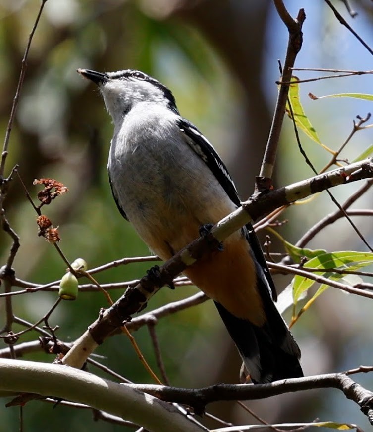 Değişken Renkli Tırtılyiyen - ML652290036