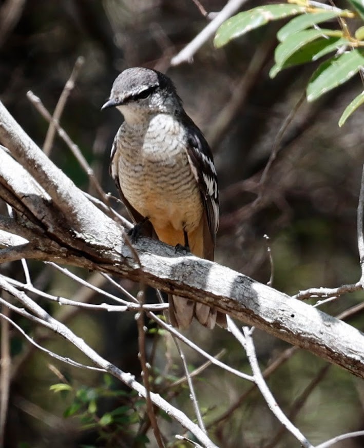 Değişken Renkli Tırtılyiyen - ML652290062