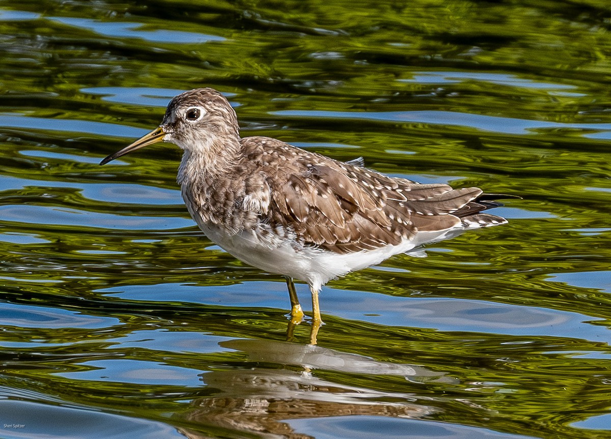 Solitary Sandpiper - ML652290069