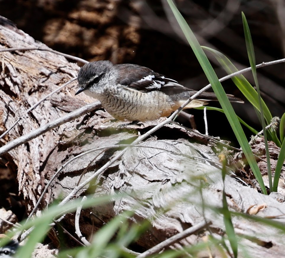 Değişken Renkli Tırtılyiyen - ML652290079