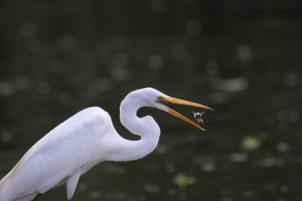 大白鷺 - ML652290095