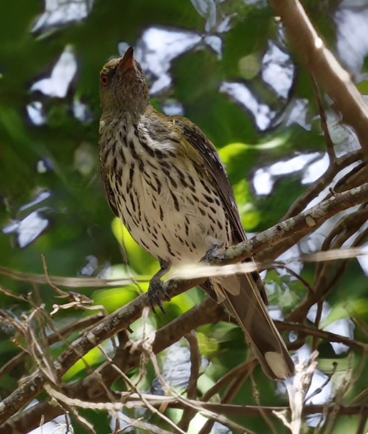 Zeytin Sırtlı Sarıasma - ML652290097