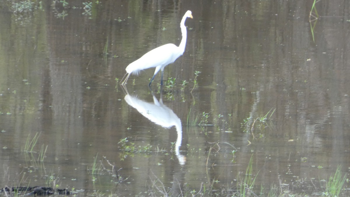 大白鷺 - ML652290100