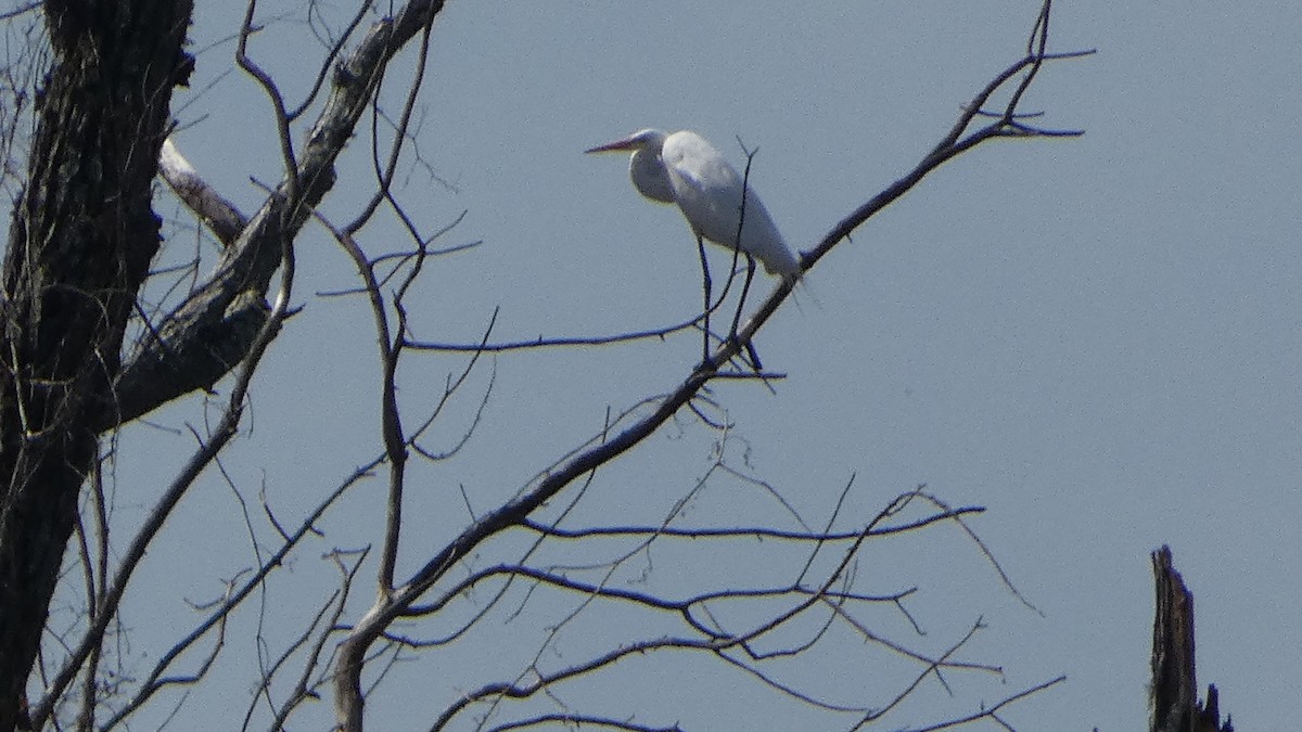 大白鷺 - ML652290148