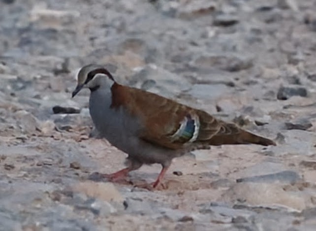 Kara Boğazlı Bronz Kumru - ML652290199