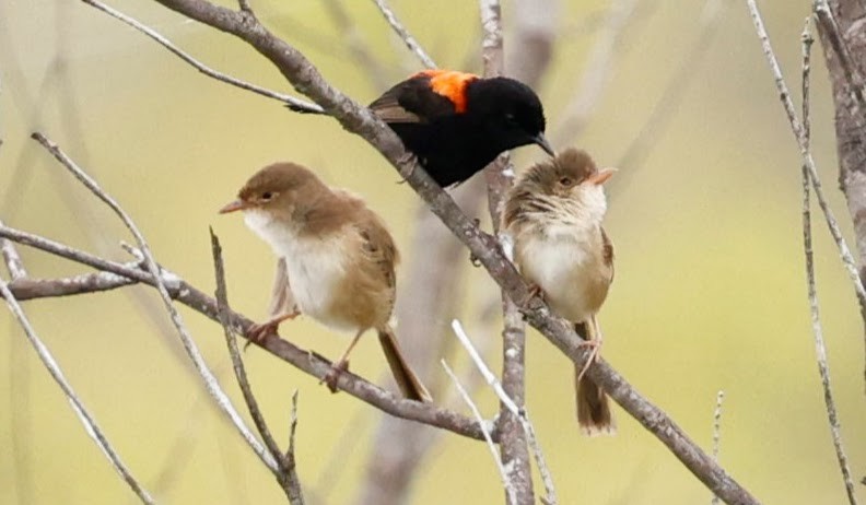 Kırmızı Sırtlı Peribülbülü - ML652290327