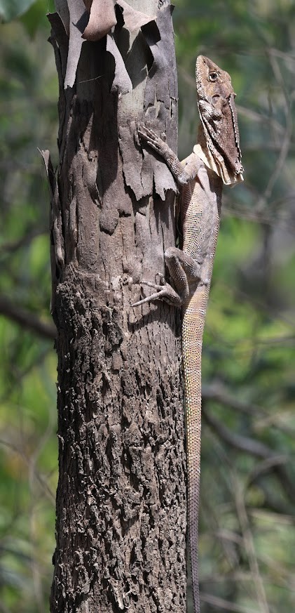 Frilled Dragon - ML652290388