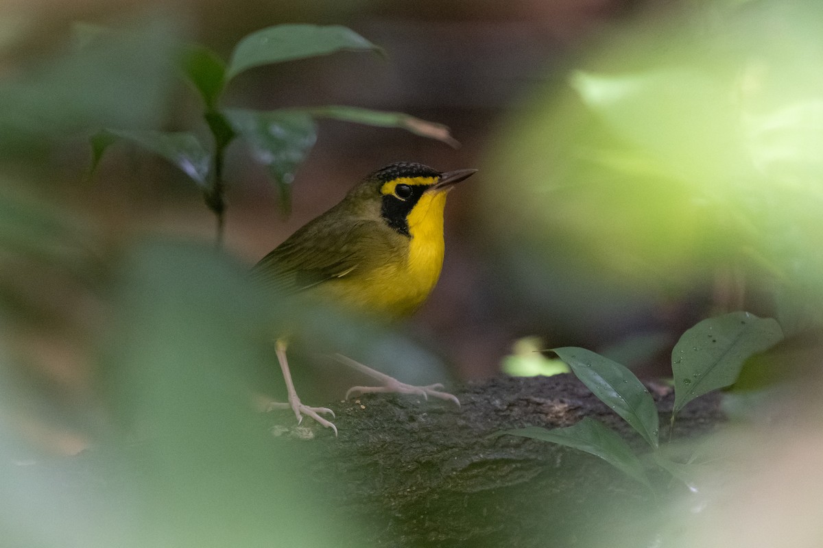 kentuckyparula - ML652290426