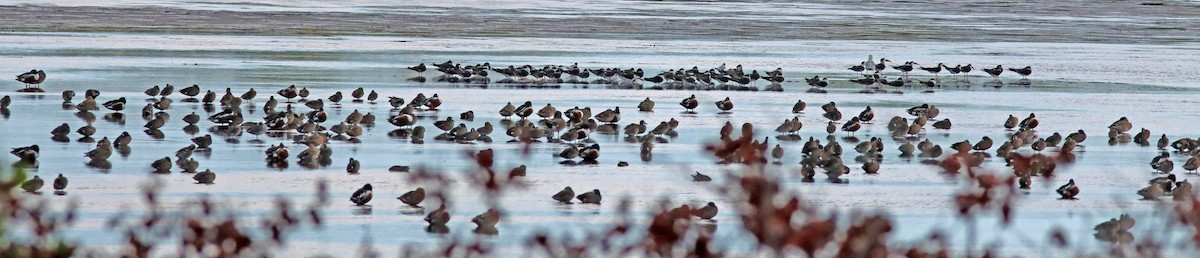 Blue-winged Teal - ML652290691