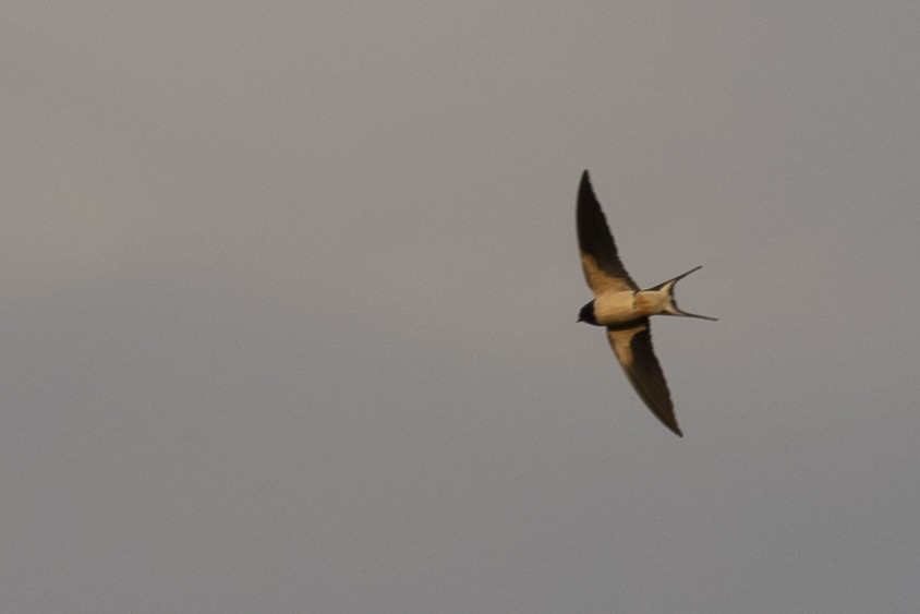 Golondrina Común (Euroasiática) - ML652290704