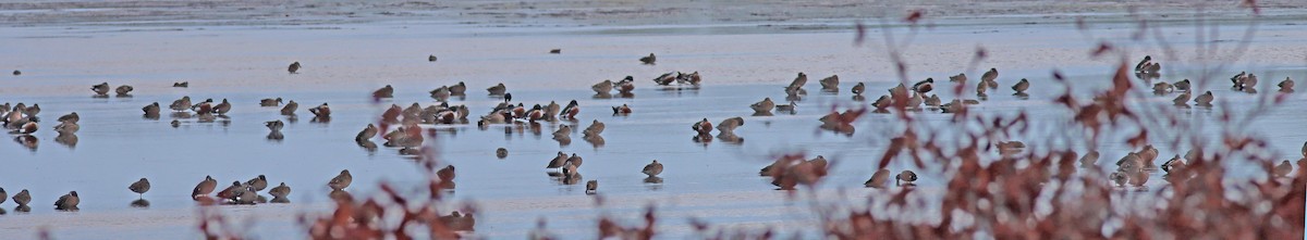Blue-winged Teal - ML652290710