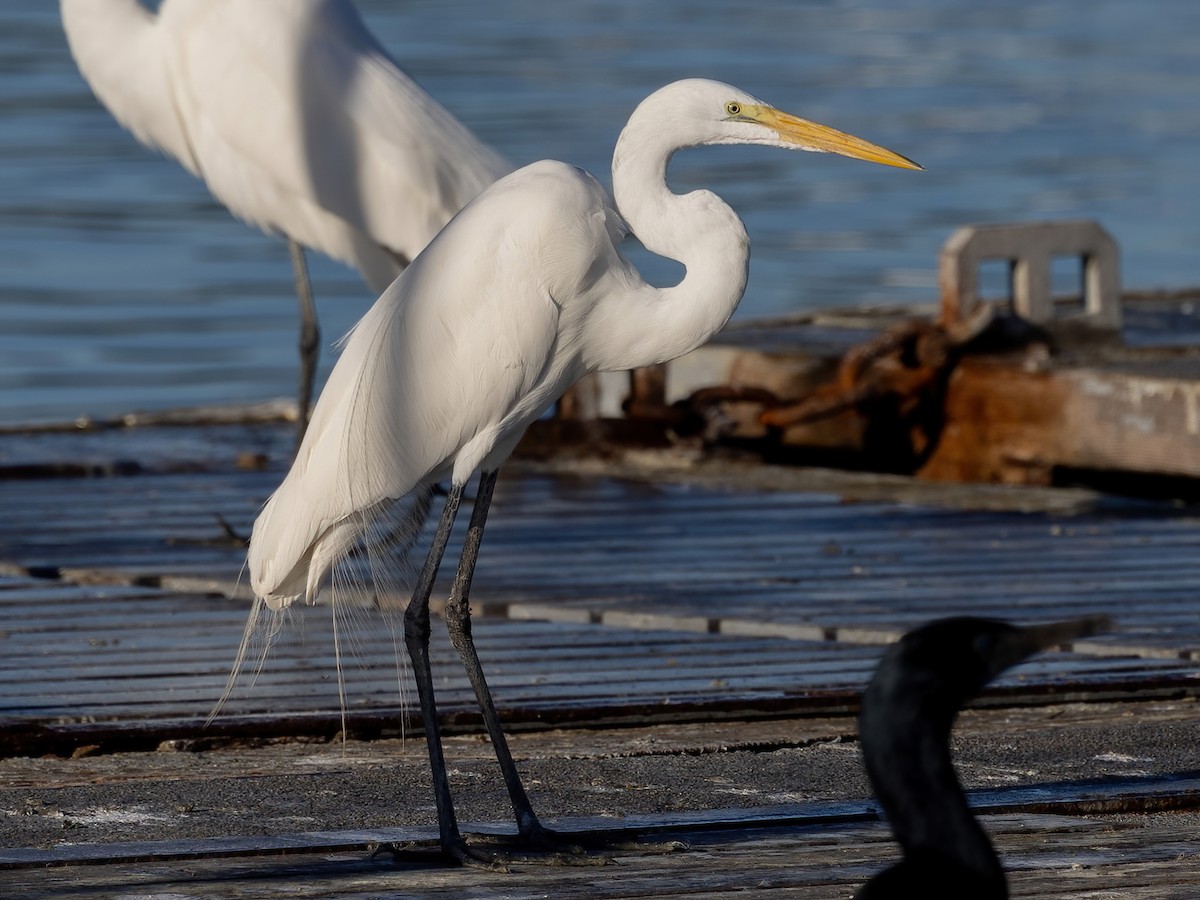 大白鷺 - ML652291322