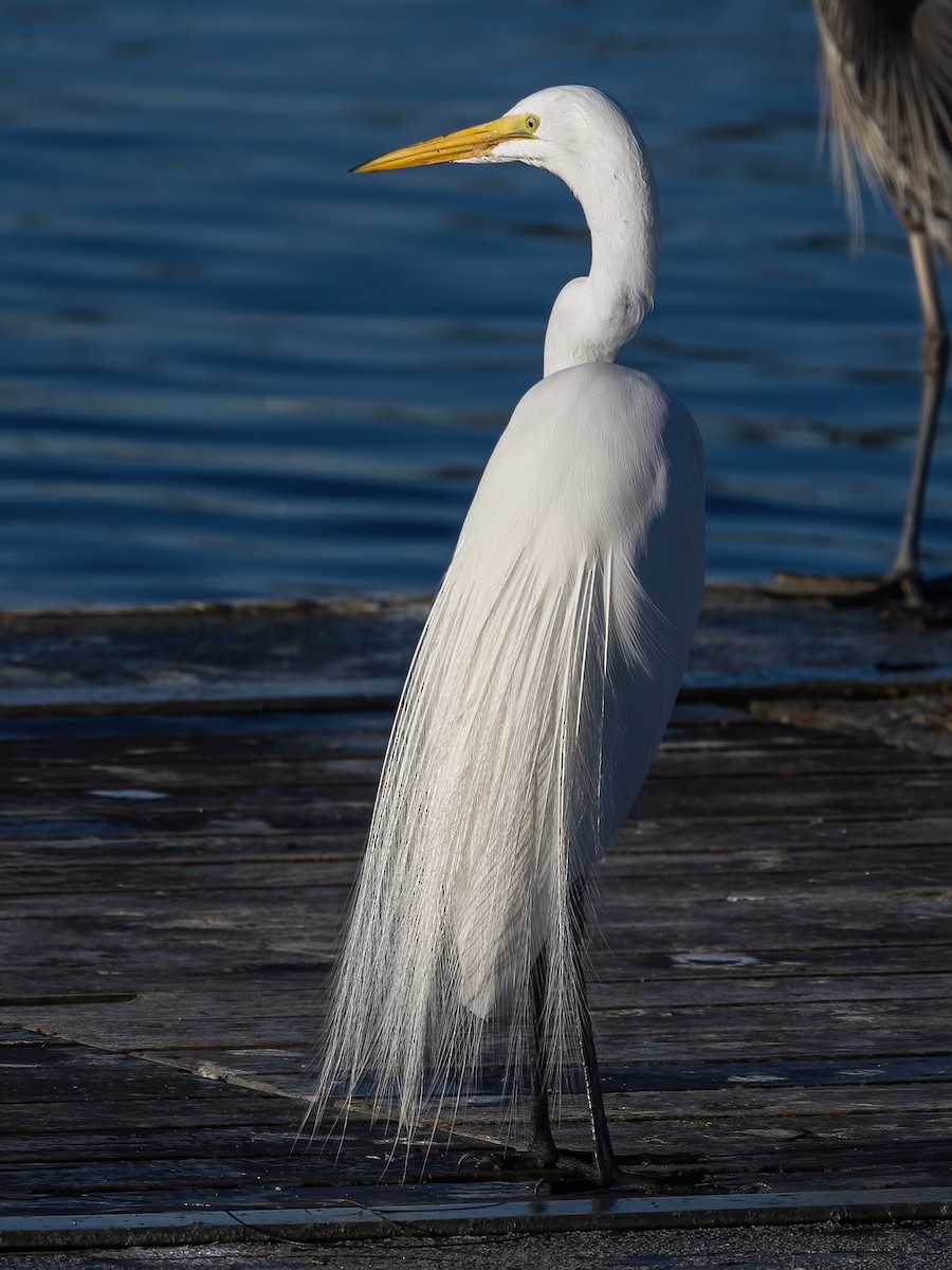 大白鷺 - ML652291323