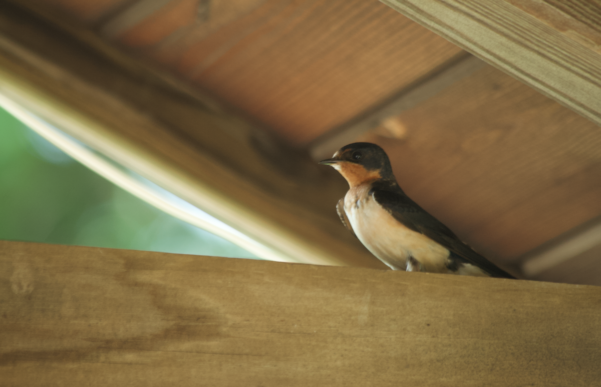 Golondrina Común - ML652291349