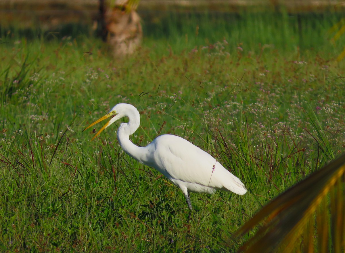 大白鷺 - ML652291384