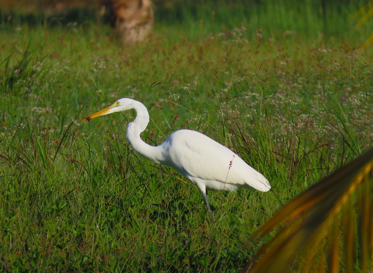 大白鷺 - ML652291385