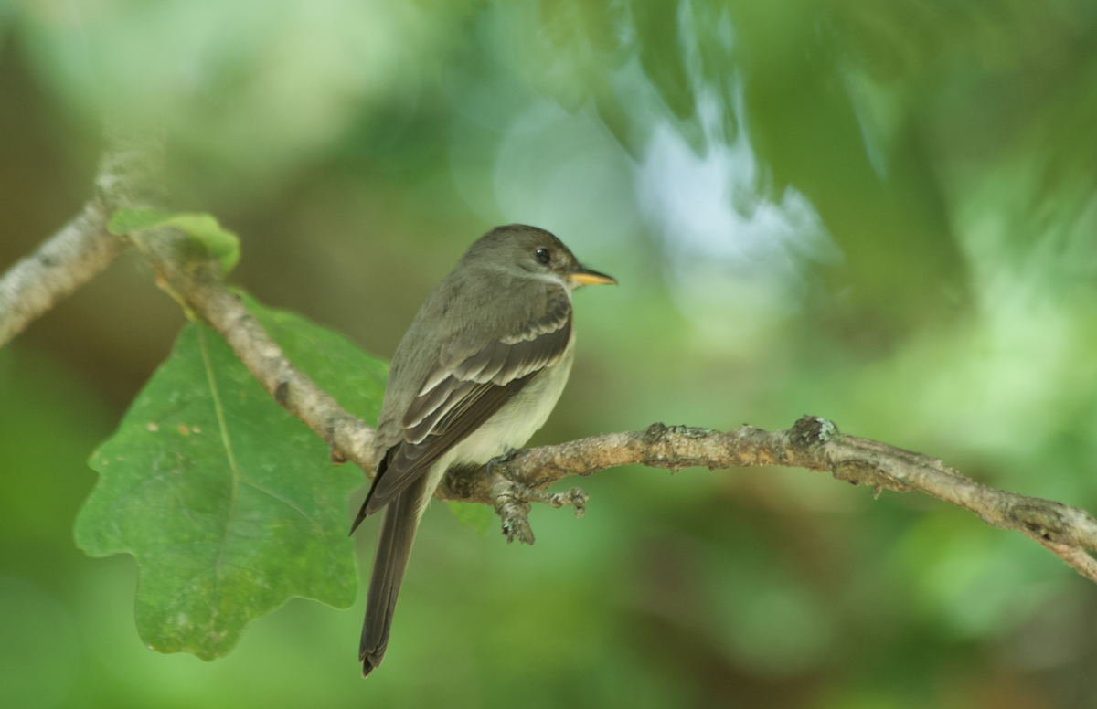 Doğulu Pivi - ML652291507